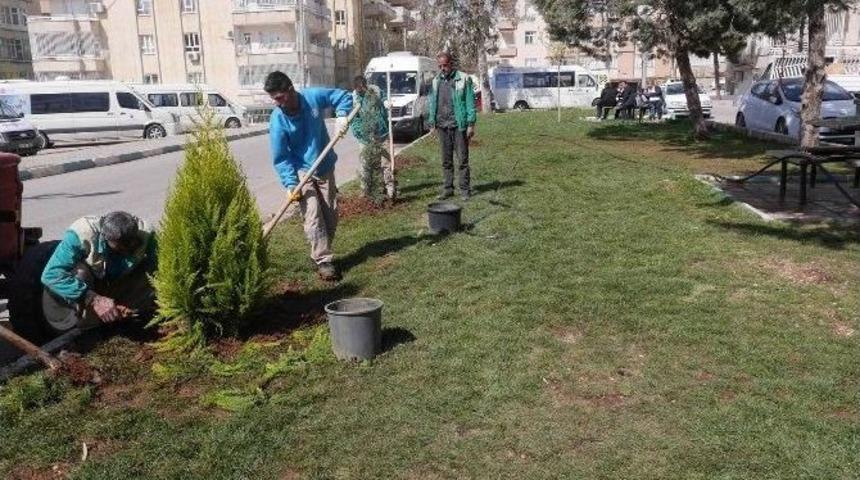 Haliliye Belediyesi Yeşillendirme &Ccedil;alışmalarını S&uuml;rd&uuml;r&uuml;yor