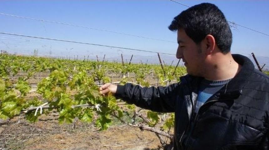 &Uuml;z&uuml;m Bağlarını Don Vurdu