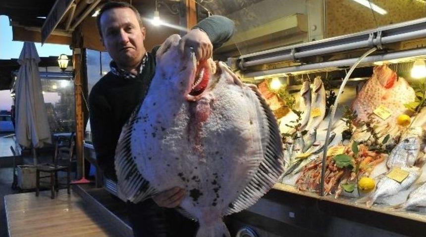 Dev Kalkan Balığı G&ouml;renleri Şaşkına &Ccedil;eviriyor