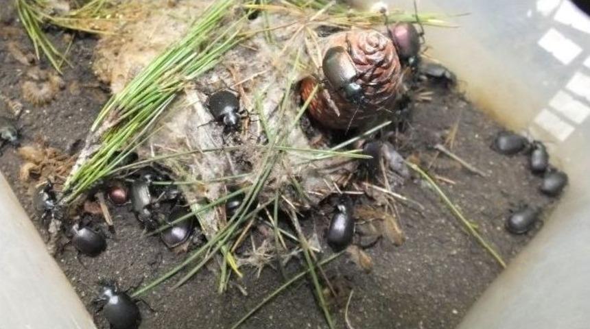 &Ccedil;am Kese B&ouml;cekleri İ&ccedil;in Biyolojik Silah &Uuml;retiyorlar