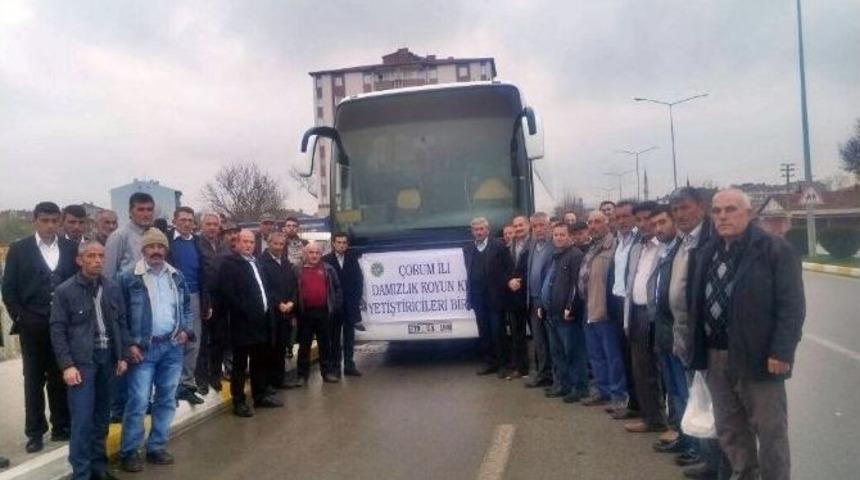 Koyun Ve Ke&ccedil;i Birliği&rsquo;nden Konya &Ccedil;ıkarması