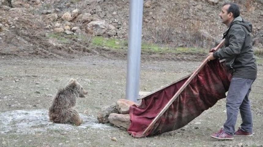 &Ccedil;aya D&uuml;şen Yavru Ayıyı Vatandaşlar Kurtardı