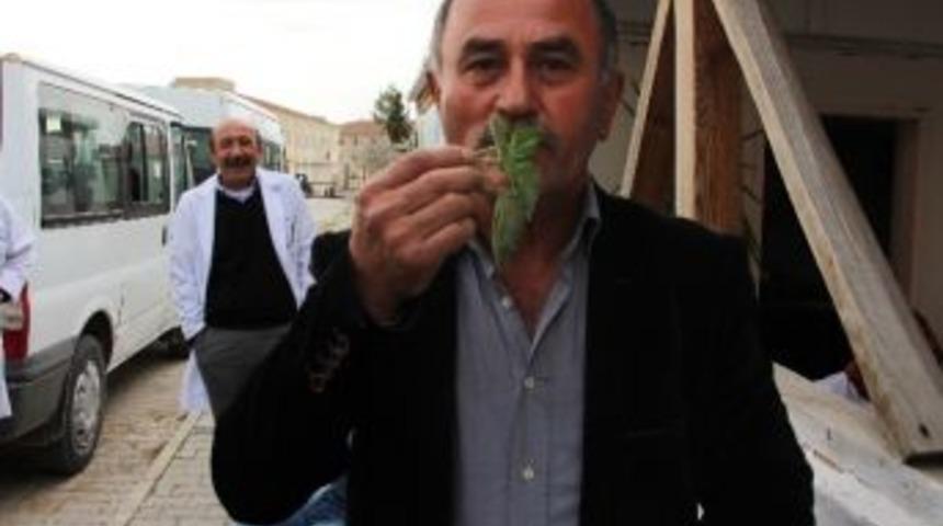 Isırganı Isırarak Yiyor