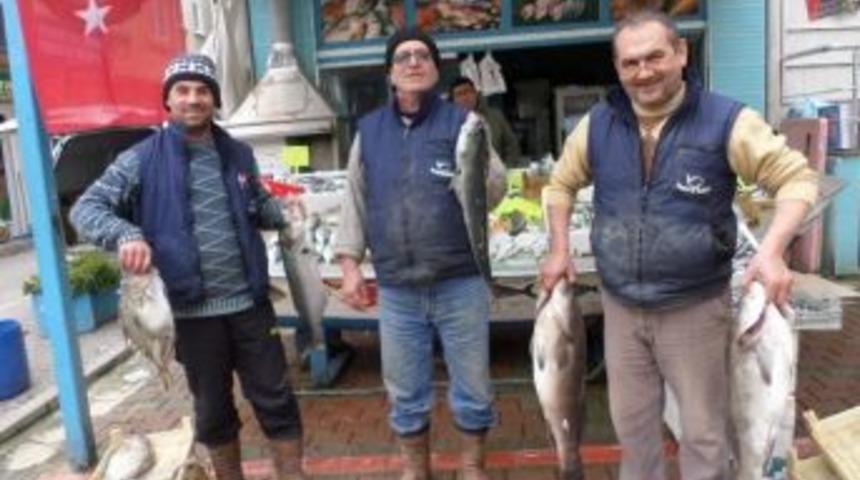 Vatandaşlar Bu Balıkların Yanına Yaklaşamıyor