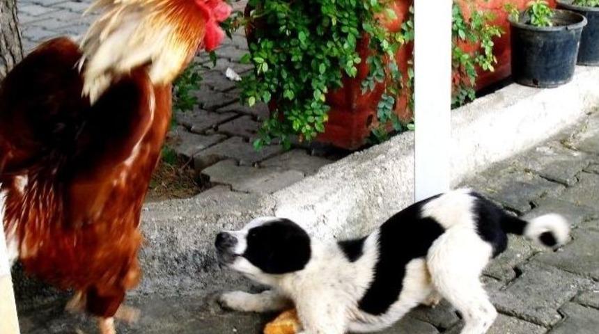 Horozla K&ouml;peğin Ekmek M&uuml;cadelesi