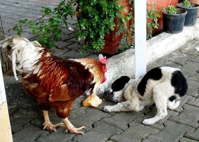 Horozla Köpeğin Ekmek Mücadelesi