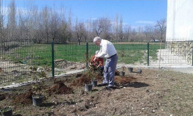 Hisarcık Myo Bahçesine Gül Dikildi