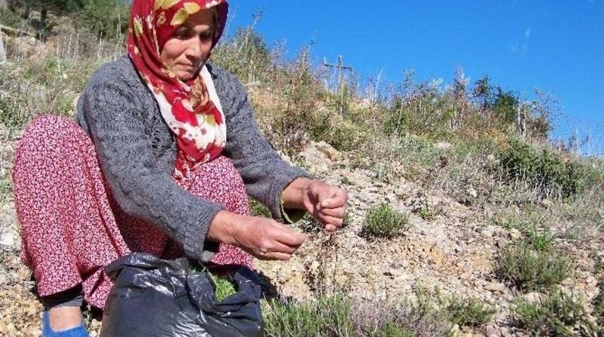 Amanoslar’da Kekik Zamanı