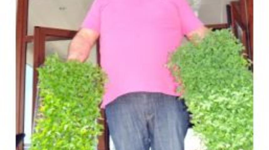 Yalova Ziraat Odası 500 Bin Fide Dağıtacak