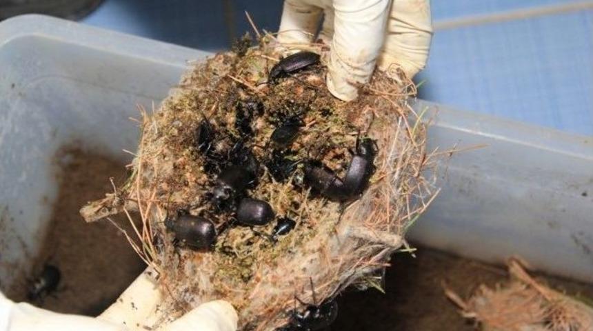 Terminat&ouml;r B&ouml;cekler İşbaşında