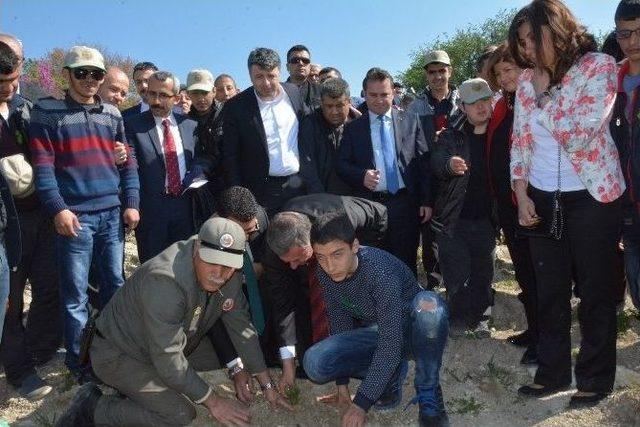 Engelsiz Manisa Ormanı &lsquo;ağa&ccedil; Kardeşliği&rsquo; İle Tamamlandı 2