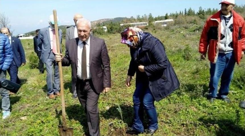 Lapseki&rsquo;de 4 Bin Fıstık &Ccedil;amı Dikildi