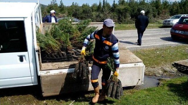 Lapseki’de 4 Bin Fıstık Çamı Dikildi