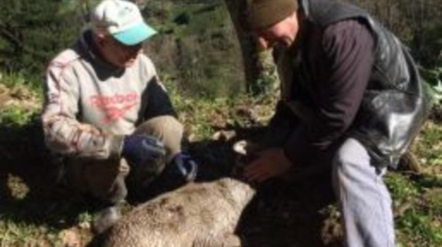 Yaralı Karacaya K&ouml;yl&uuml;ler Sahip &Ccedil;ıktı