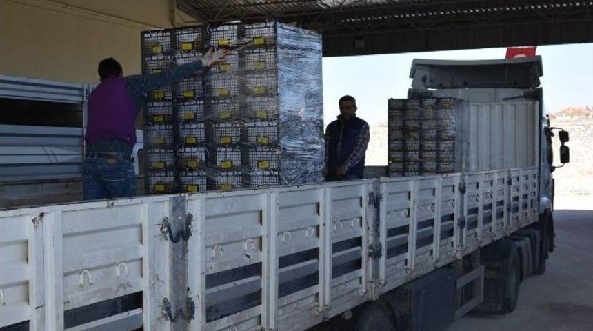 Korkuteli Elması Ve Armudu Suriye, &Uuml;rd&uuml;n Ve Rusya Pazarında