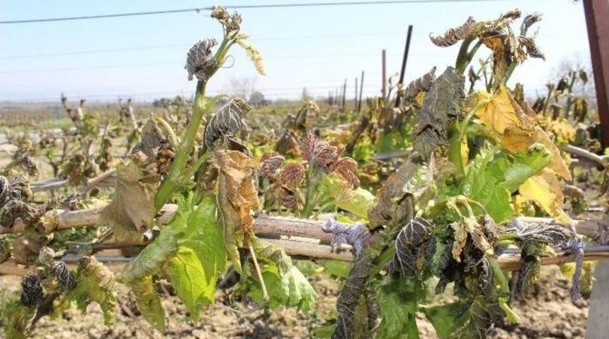 Salihli&rsquo;de Erkenci Bağları Don Vurdu