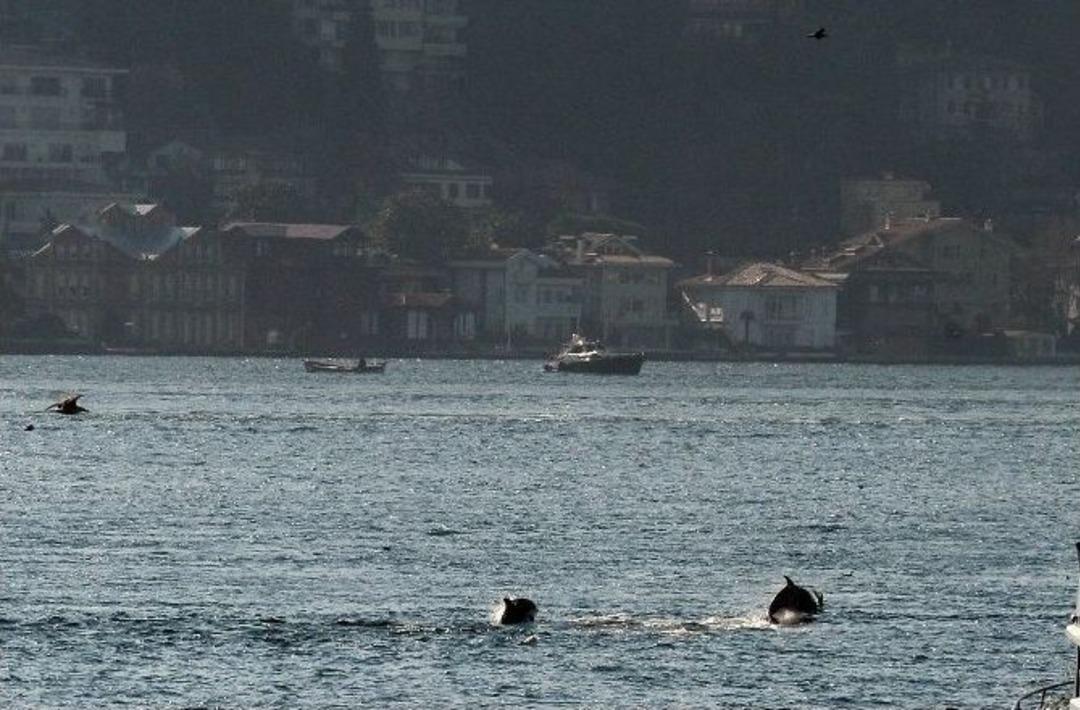 Boğaz&rsquo;dan Bu Kez Yunuslar Ge&ccedil;ti