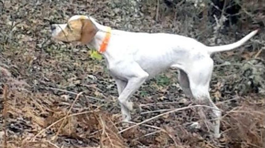 Fermalı Av K&ouml;pekleri Salihli&rsquo;de Yarışacak