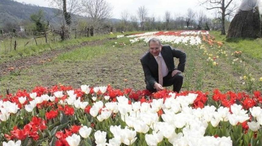 Vali Ali Kaban &Ccedil;aycuma&rsquo;da Lale &Uuml;retim Alanlarını İnceledi