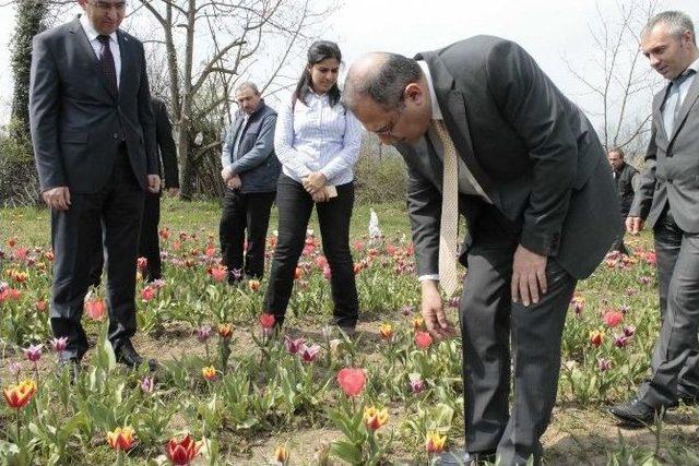 Vali Ali Kaban Çaycuma’da Lale Üretim Alanlarını İnceledi