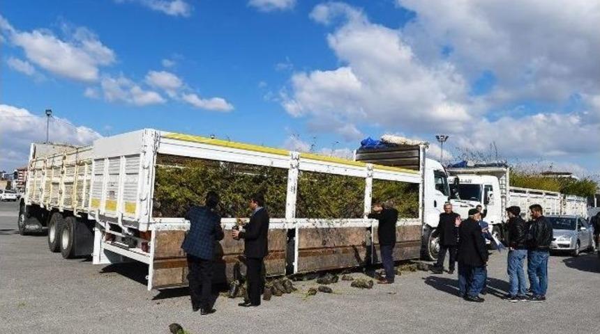 27 Bin Dut Fidanı Dağıtıldı