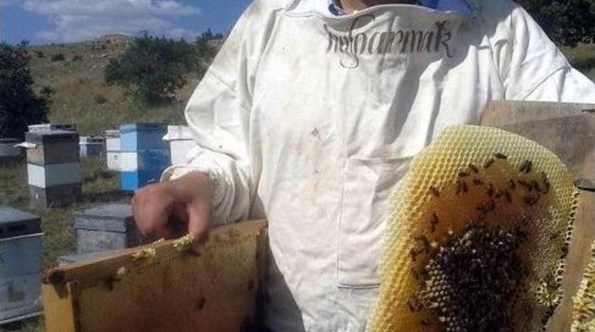 Arıcılar Yeni Sezona Kayıpsız Başladı