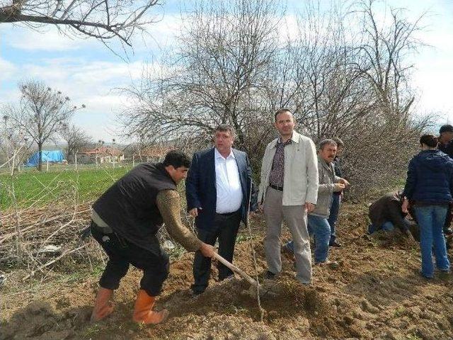 Süleymaniye’de Ağaç Dikim Şenliği