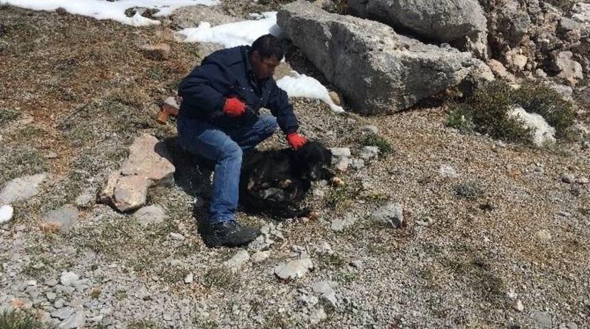 Konyaaltı Belediyesi&rsquo;nden &Ouml;lmek &Uuml;zere Olan K&ouml;peklere Yardım Eli