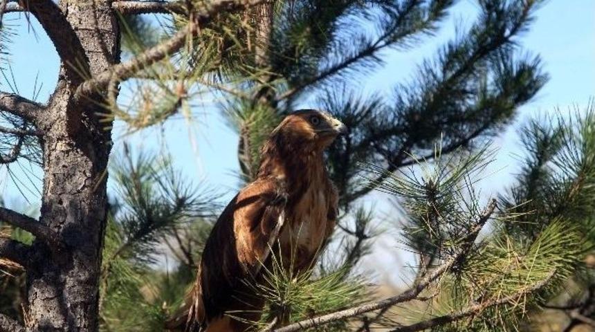 Kızıl Şahinler Doğayla Buluştu