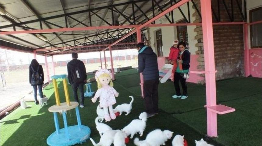 (&ouml;zel Haber) İranlı Turistlerden Van Kedilerine Yoğun İlgi