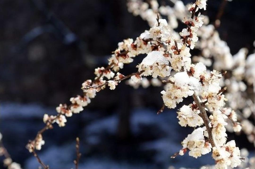 G&uuml;m&uuml;şhane&rsquo;de &Ccedil;i&ccedil;ekler Buz A&ccedil;tı