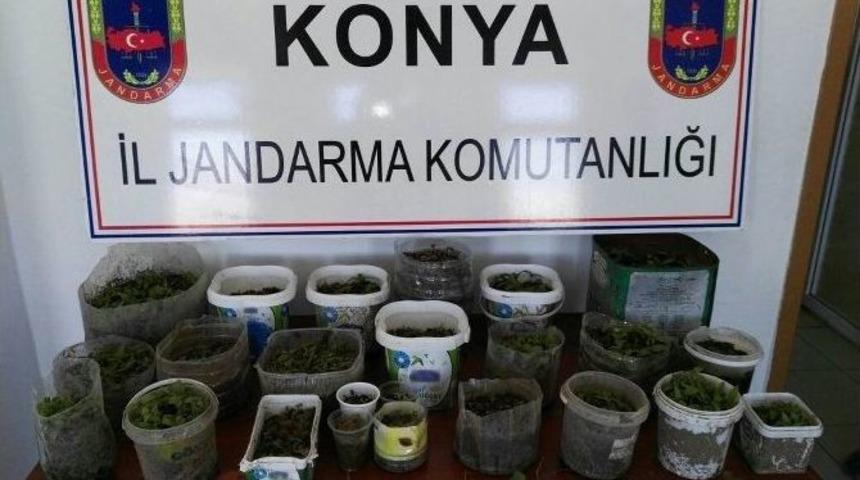 Seydişehir&rsquo;de Kenevir Operasyonu