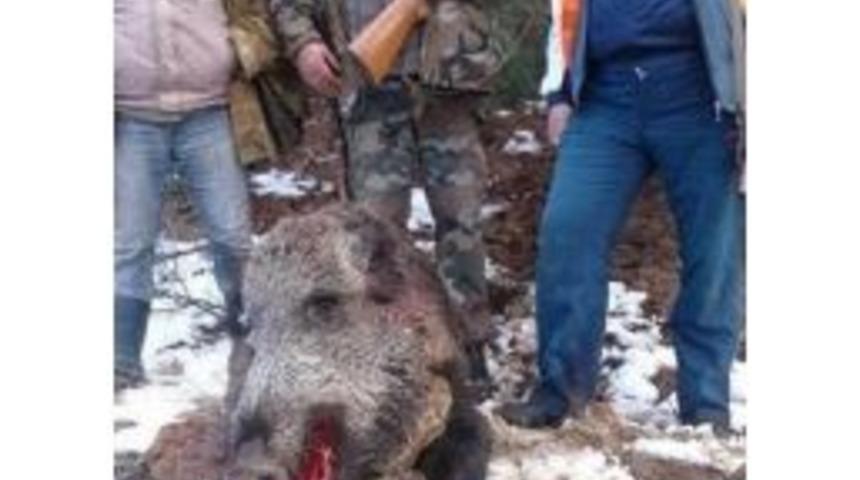 &Ccedil;ift&ccedil;ilerin Domuz Endişesi