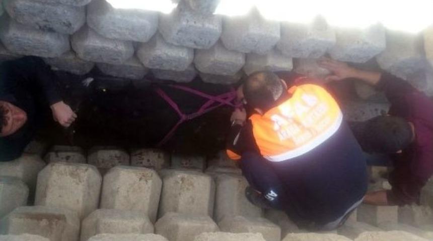 Afyonkarahisar B&uuml;y&uuml;kbaş Hayvan Kurtarma Operasyonu