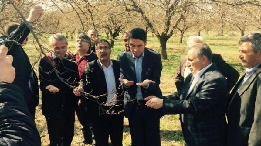 Kayısıyı Don Vurdu