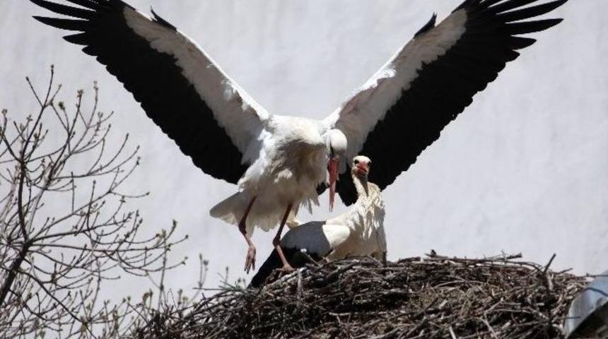 Bolu&rsquo;ya Baharın M&uuml;jdecisi Leylekler Geldi