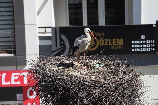 Bolu’ya Baharın Müjdecisi Leylekler Geldi