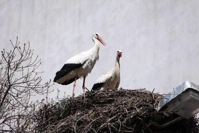 Bolu’ya Baharın Müjdecisi Leylekler Geldi