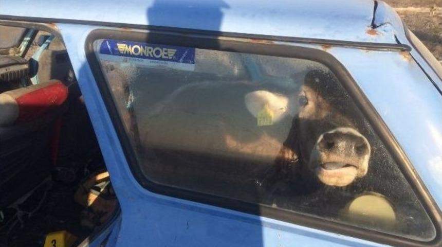 &Ccedil;alınan Sığır Otomobil İ&ccedil;inde Bulundu