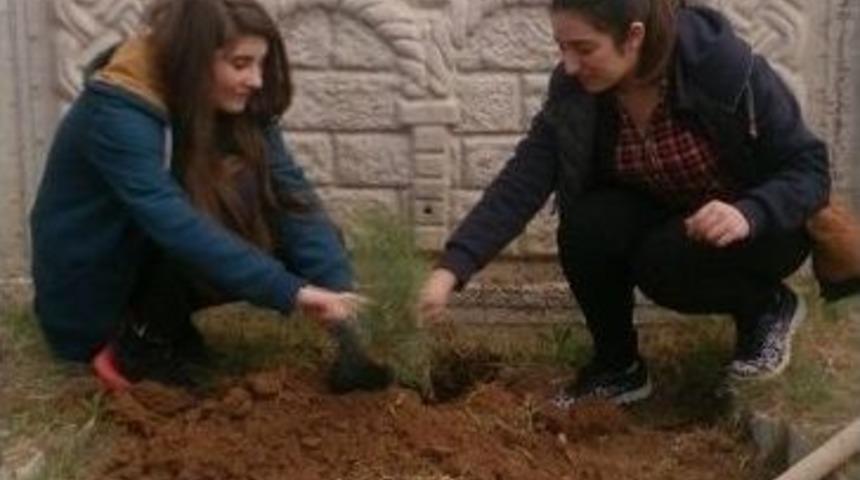 &Ouml;ğrenciler, Okul Bah&ccedil;esine Fidan Dikti
