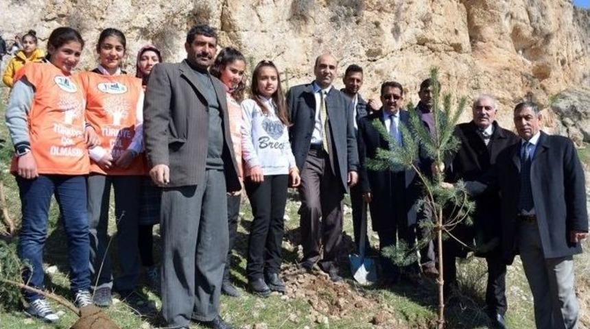 &Ouml;ğrenciler &Ccedil;am Fidanlarını Toprakla Buluşturdu