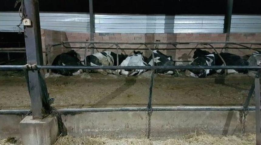 Beyşehir&rsquo;de Yılan Sokması Vakaları Besicileri Tedirgin Etti