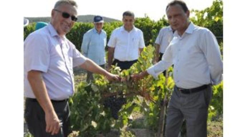 Manisa Valiliğinden Kuru &Uuml;z&uuml;mde Kalıntı Madde A&ccedil;ıklaması