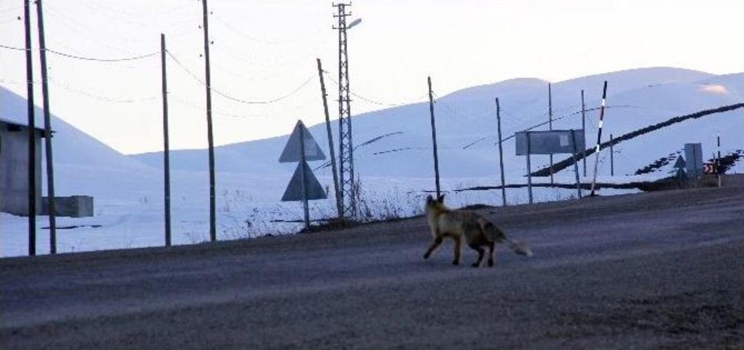 A&ccedil; Kalan Tilkiler Yerleşim Alanı Yakınına İndi