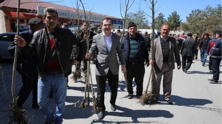 &Uuml;z&uuml;ml&uuml;&rsquo;de Ihlamur Fidanı Dağıtıldı