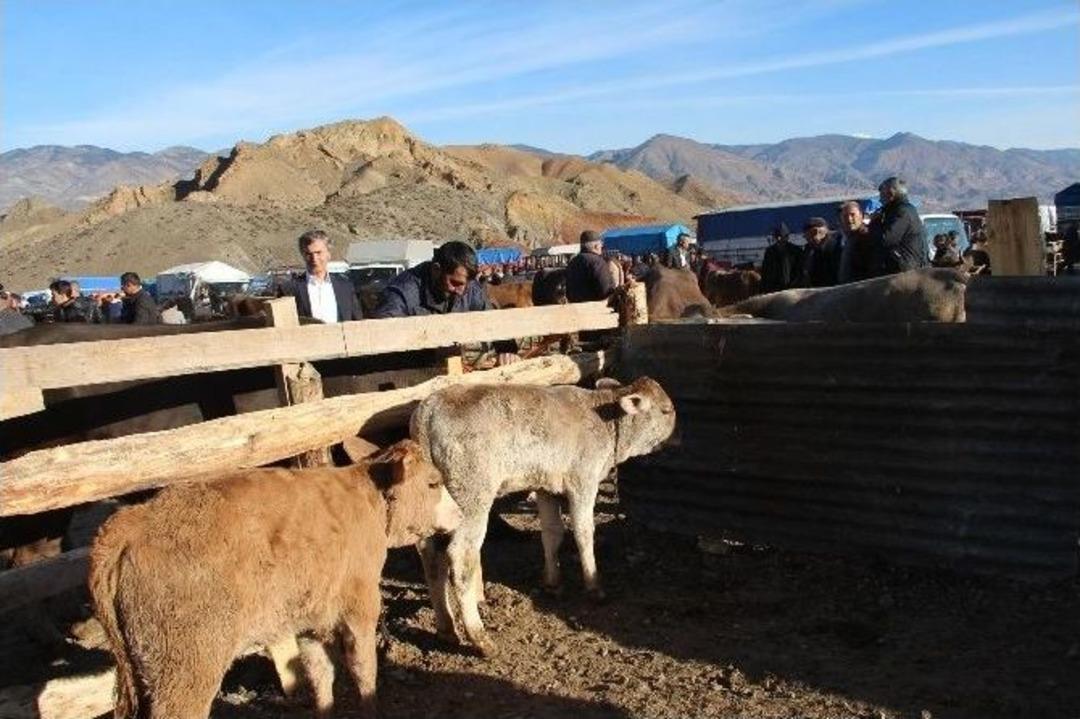 Erkek Dana Altın Oldu