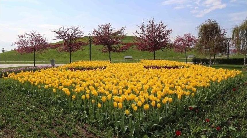 9. Lale Festivali Başlıyor