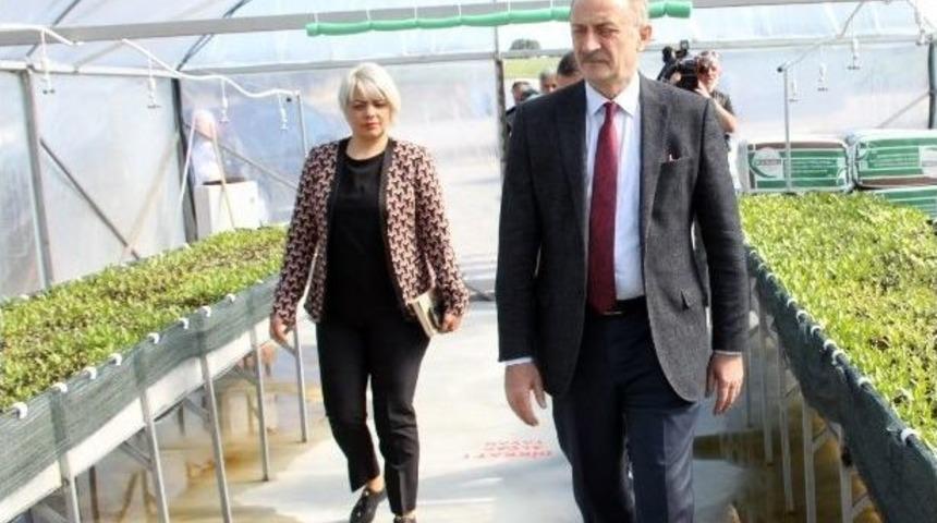 Didim Belediyesi Serası Hazır..