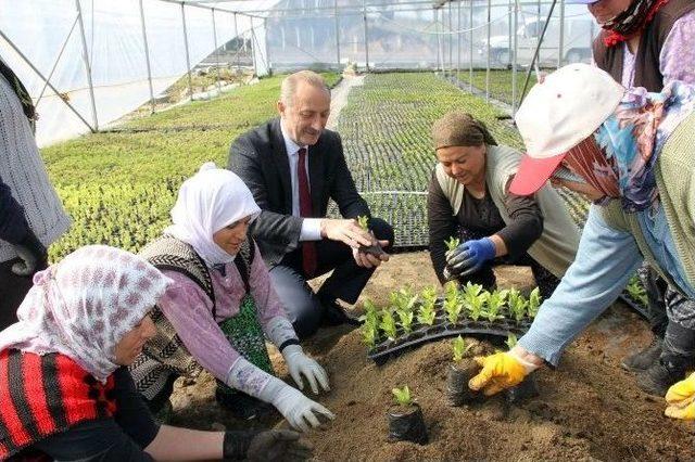 Didim Belediyesi Serası Hazır..