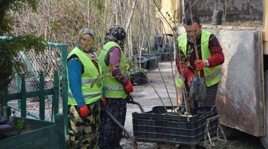 Park Ve Yeşil Alanlara 2 Bin 500 Fidan